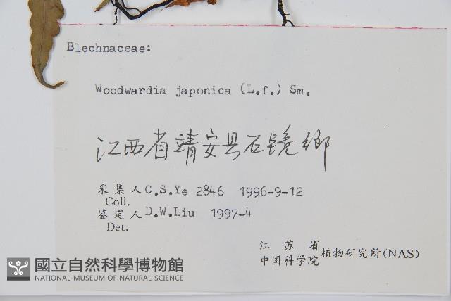 日本狗脊蕨藏品圖，第2張