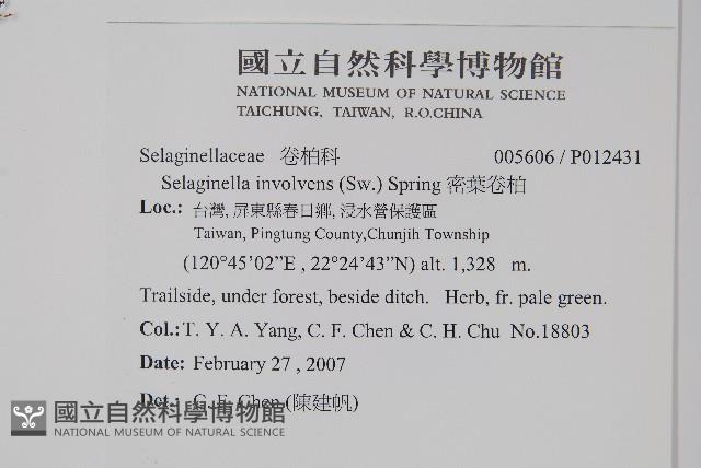 密葉卷柏藏品圖，第2張