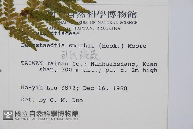 司氏碗蕨藏品圖，第5張