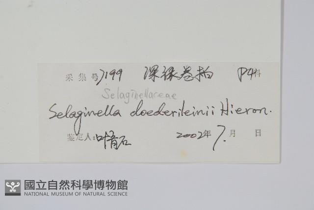 生根卷柏藏品圖，第2張