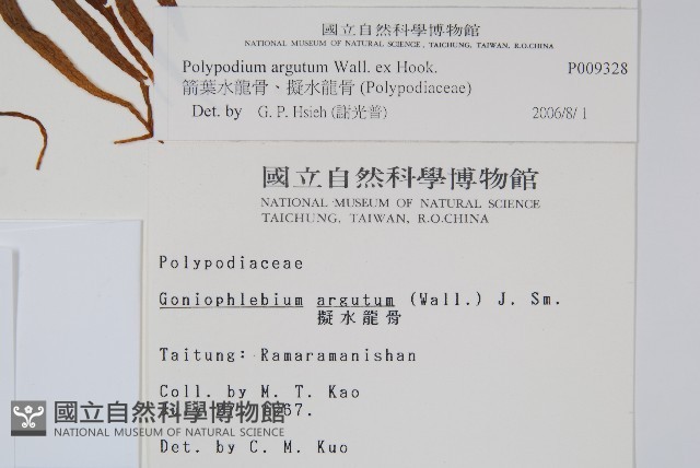 箭葉水龍骨、擬水龍骨藏品圖，第2張