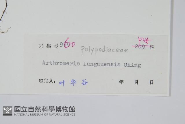 龍頭節肢蕨藏品圖，第2張