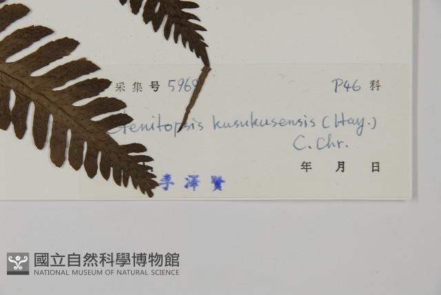 高士佛擬肋毛蕨藏品圖，第2張