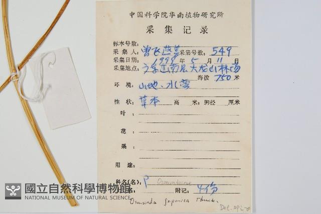 紫萁藏品圖，第2張