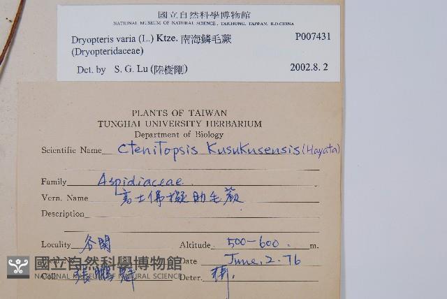 南海鱗毛蕨藏品圖，第2張