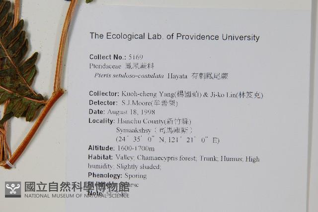 有刺鳳尾蕨藏品圖，第2張