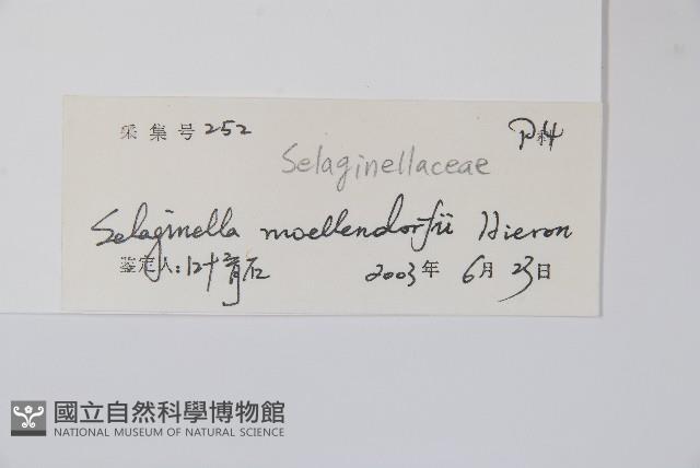 江南卷柏藏品圖，第2張