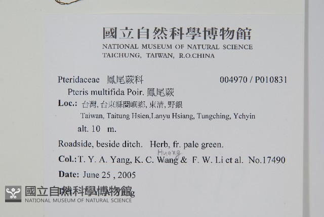 鳳尾蕨藏品圖，第2張