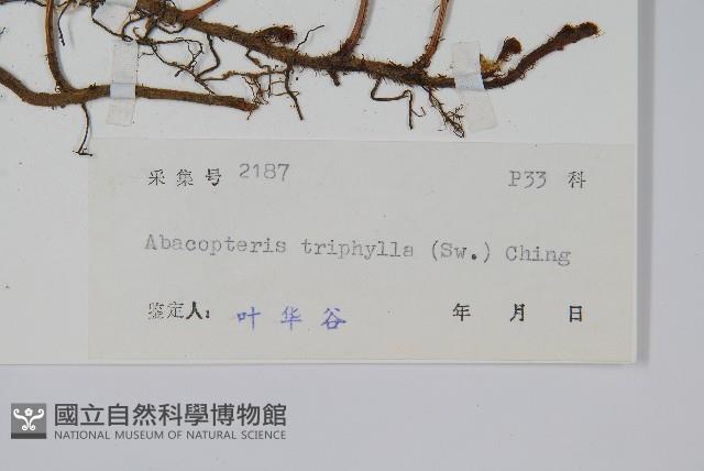 三羽新月蕨藏品圖，第2張