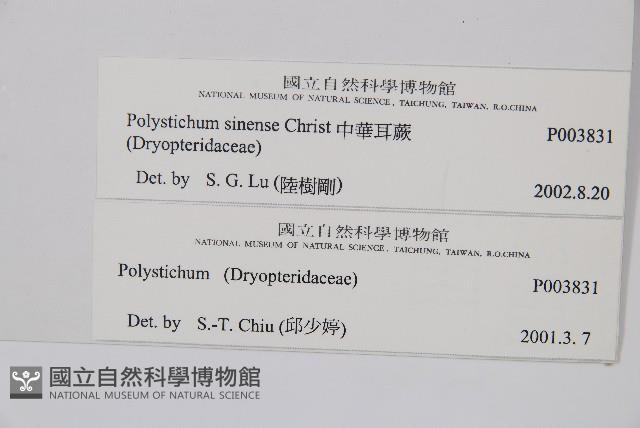 福山氏耳蕨藏品圖，第2張