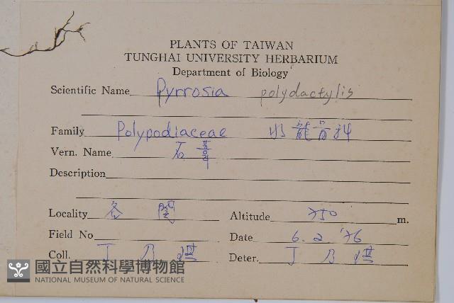 槭葉石葦藏品圖，第2張