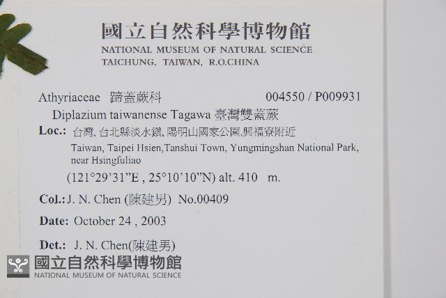 臺灣雙蓋蕨藏品圖，第2張
