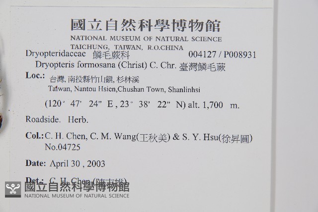 臺灣鱗毛蕨藏品圖，第2張
