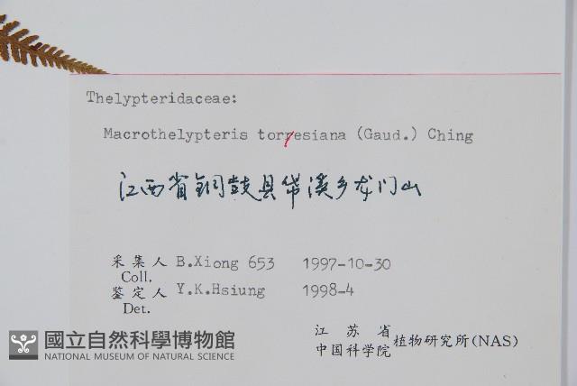 大金星蕨藏品圖，第2張