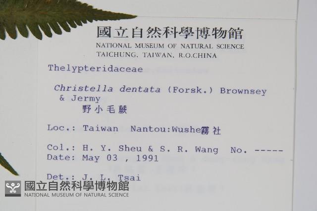 野小毛蕨藏品圖，第2張