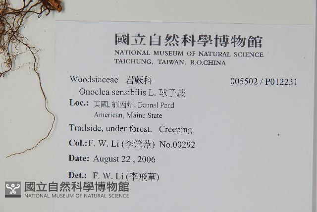 球子蕨藏品圖，第2張