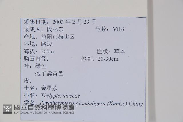 密腺副金星蕨藏品圖，第2張