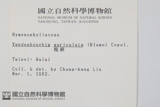 瓶蕨藏品圖，第2張