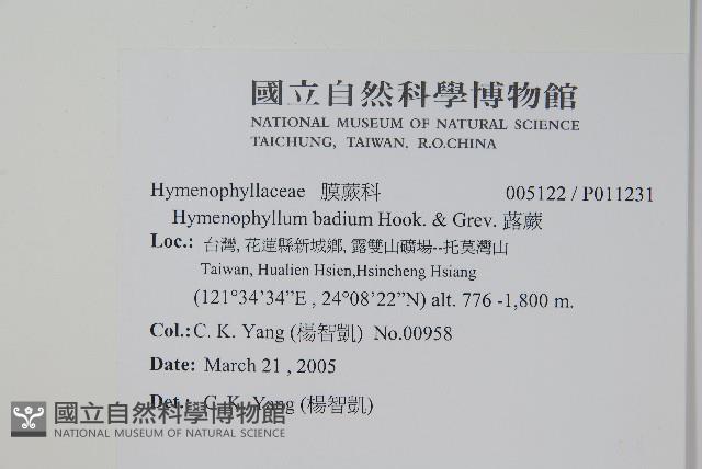 蕗蕨藏品圖，第2張