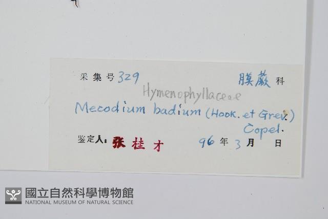 蕗蕨藏品圖，第2張