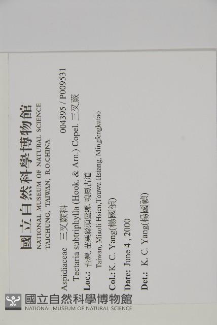 三叉蕨藏品圖，第2張