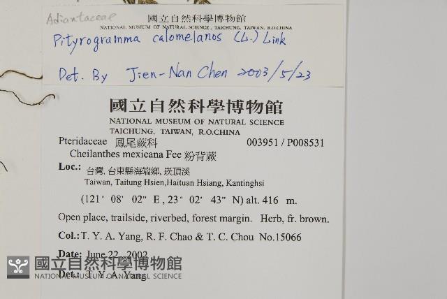 粉葉蕨藏品圖，第5張