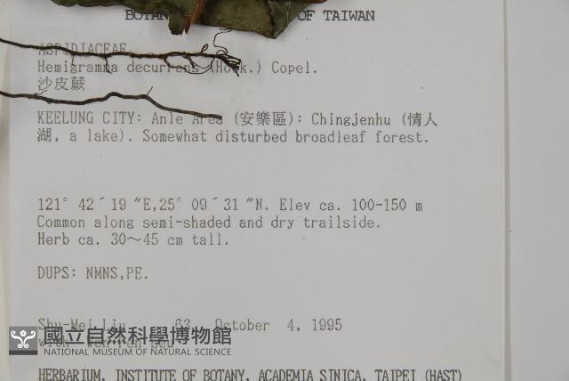 沙皮蕨藏品圖，第5張