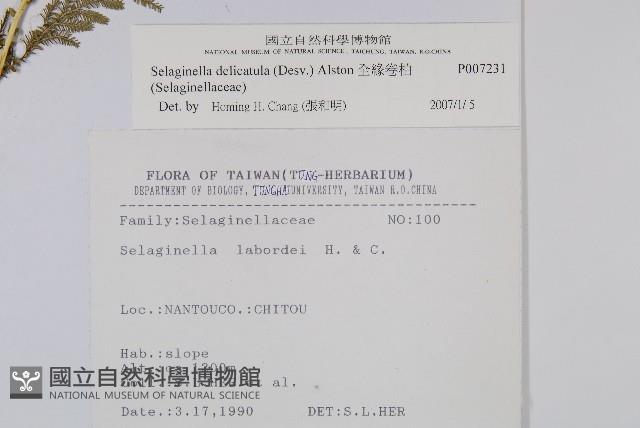 全緣卷柏藏品圖，第2張