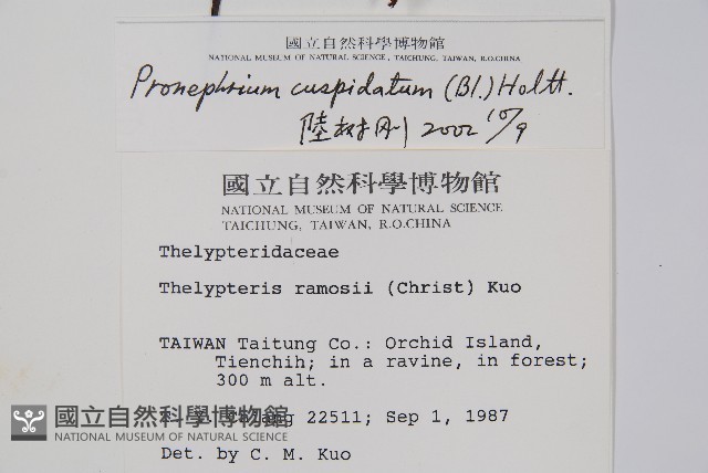 頂芽新月蕨藏品圖，第2張