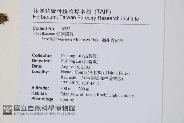 海州骨碎補藏品圖，第2張