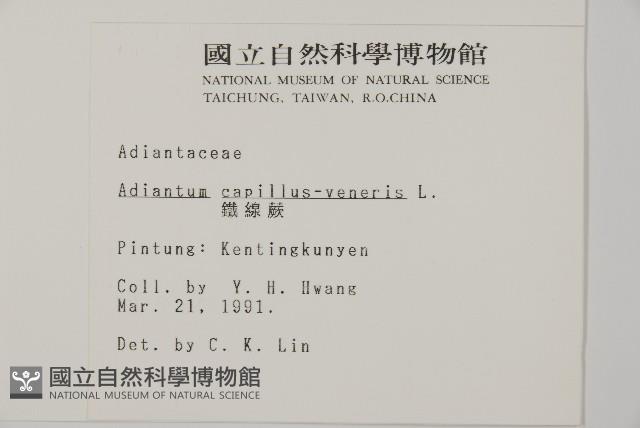 鐵線蕨藏品圖，第2張