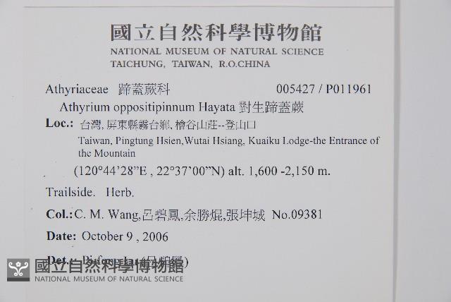 對生蹄蓋蕨藏品圖，第2張