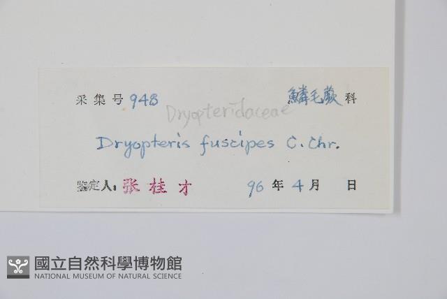 黑足鱗毛蕨藏品圖，第2張