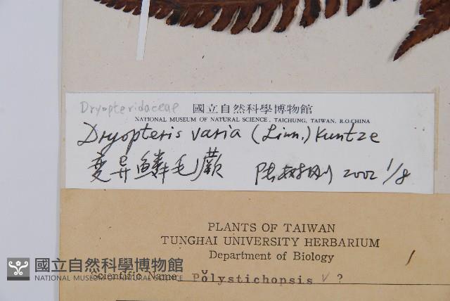 南海鱗毛蕨藏品圖，第2張