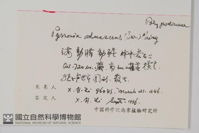 抱樹石葦藏品圖，第1張