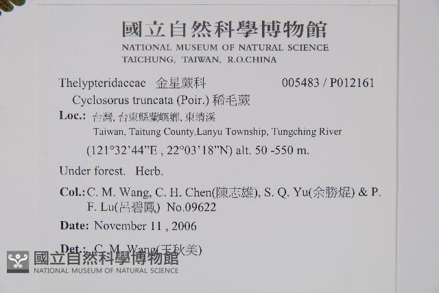 稀毛蕨藏品圖，第2張