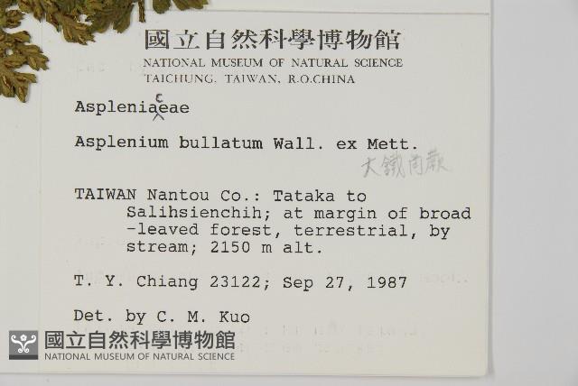 大鐵角蕨藏品圖，第2張