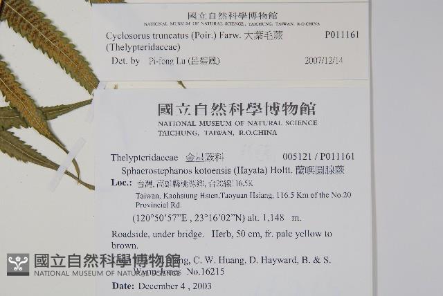 大葉毛蕨藏品圖，第2張