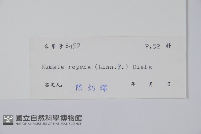 陰石蕨藏品圖，第2張