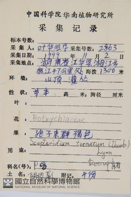陰地蕨藏品圖，第2張