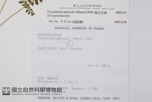 韓氏耳蕨藏品圖，第2張