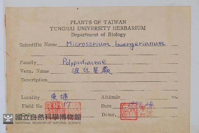波氏星蕨藏品圖，第2張