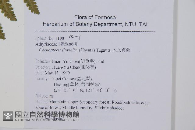 姬蕨藏品圖，第2張