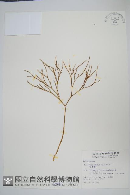 松葉蕨藏品圖，第1張