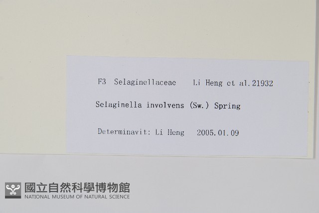 密葉卷柏藏品圖，第2張