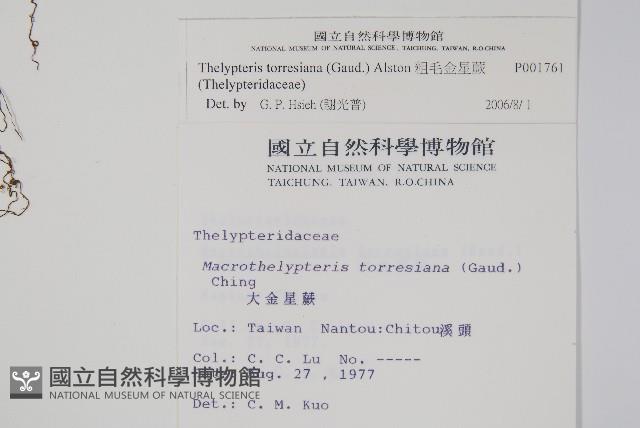 粗毛金星蕨藏品圖，第2張