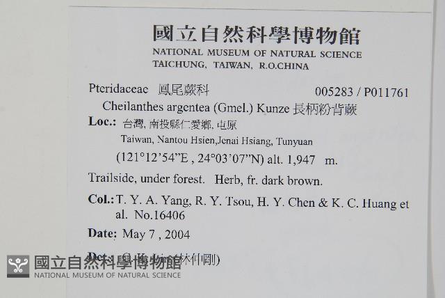 長柄粉背蕨藏品圖，第2張