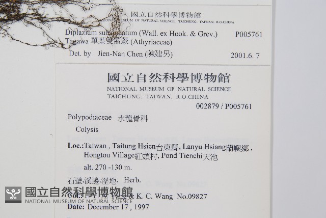 單葉雙蓋蕨藏品圖，第2張