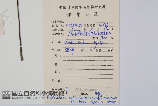 單葉雙蓋蕨藏品圖，第2張