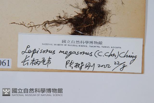 Accession Number:P008061 Collection Image, Figure 2, Total 2 Figures